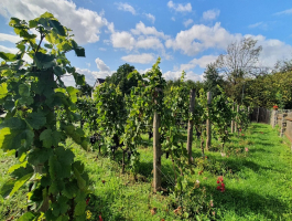 vinařství Geltschberg Liběšice
